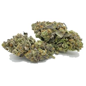 Commander Cherry Pie Maintenant | Shrooms-Cannabis.com