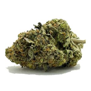 Commander G13 AA Shrooms-Cannabis.com | Obtenez du Cannabis de qualité aujourd'hui