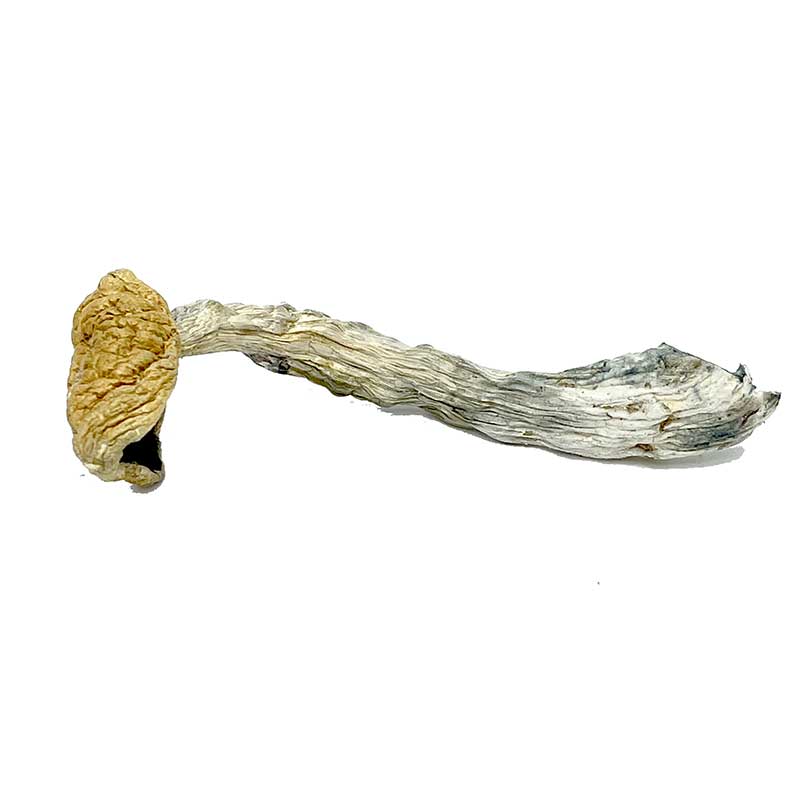Buy Mazatapec Magic Mushrooms Now | shrooms-cannabis.com
