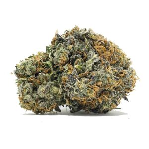 Commander AAA Purple God Strain Shrooms et Cannabis | shrooms-cannabis.com