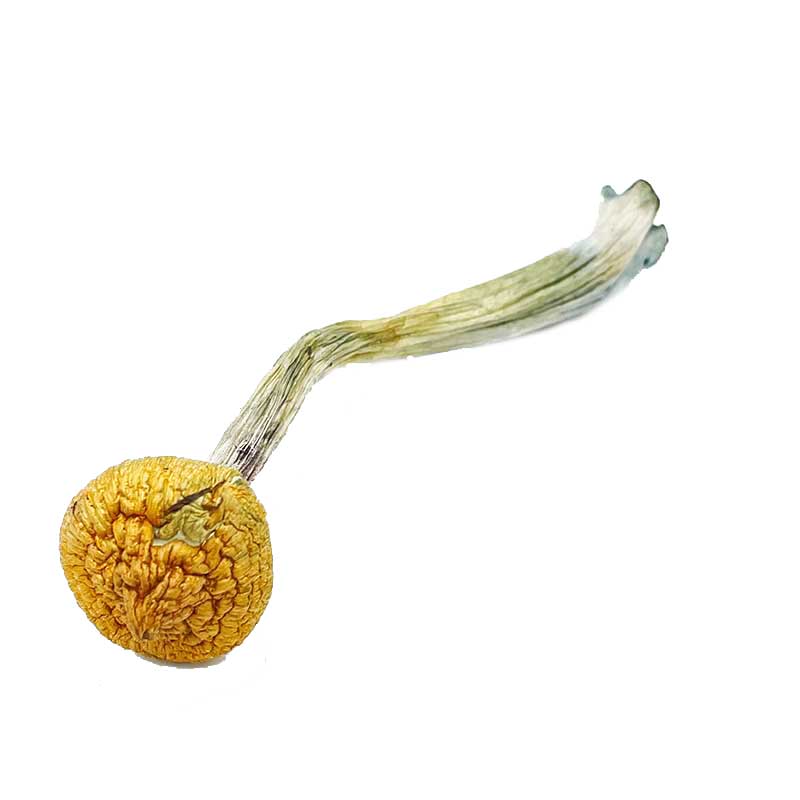 Order Thai Koh Samui Magic Mushrooms Now | shrooms-cannabis.com