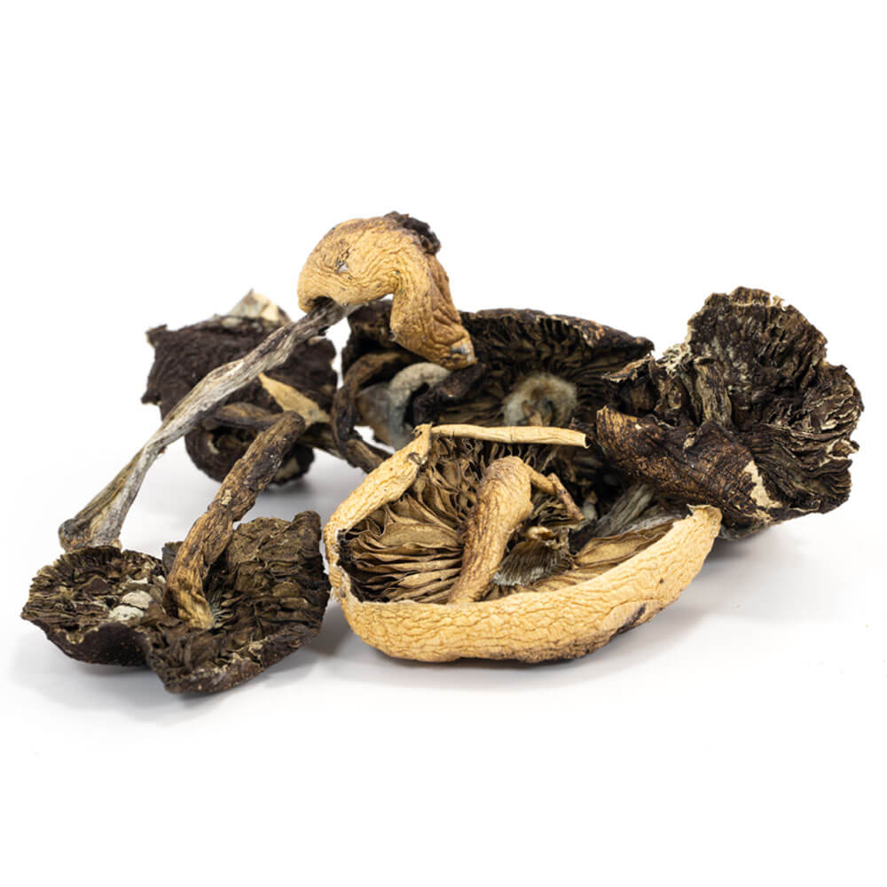 Order Quality Cambodian Mushrooms Online | shrooms-cannabis.com