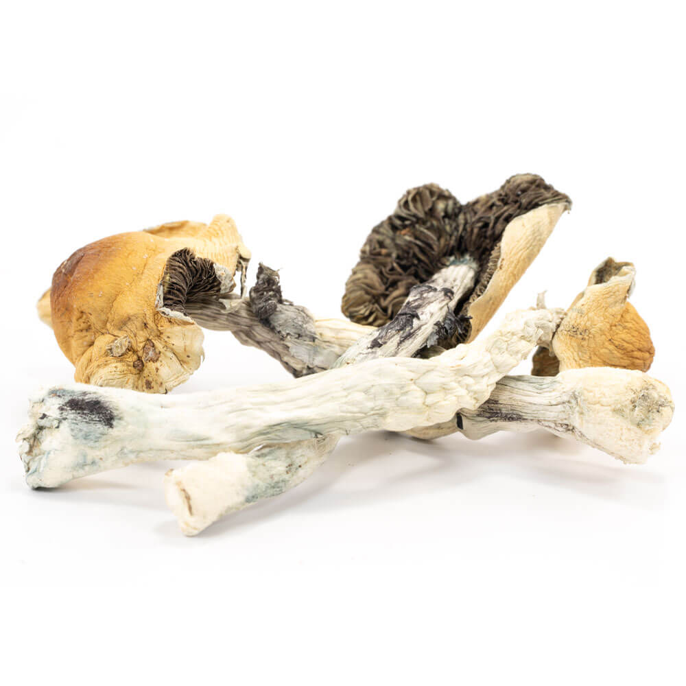 Order Honduras Mushrooms for Quality | shrooms-cannabis.com